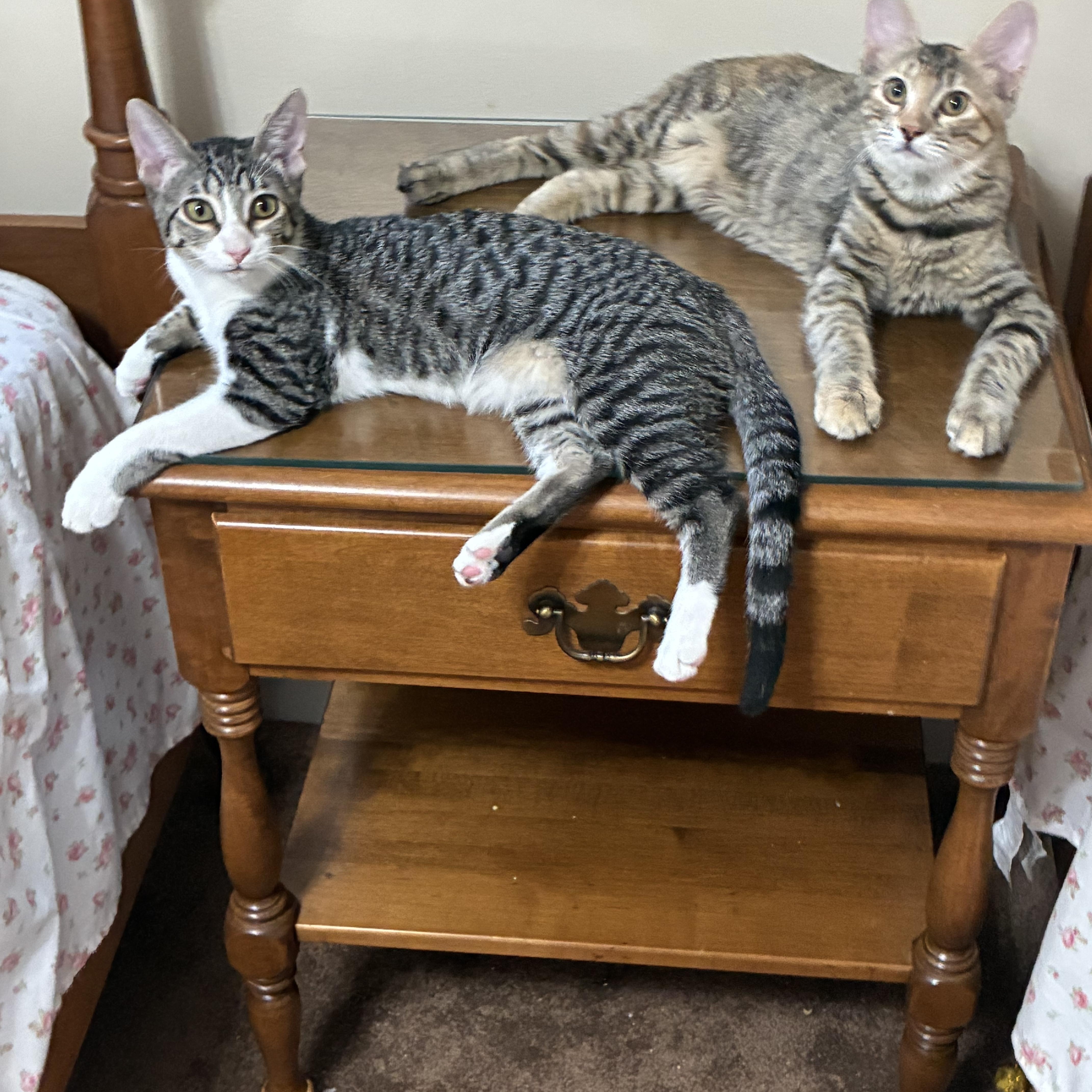 A baby medium-sized female Tabby (Gray / Blue / Silver) Domestic Short Hair cat named Dora for adoption in Alexandria, LA