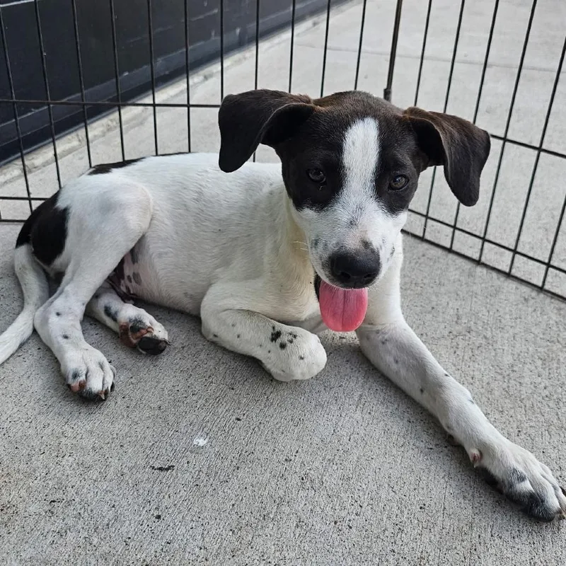 A baby small-sized male White / Cream Pointer dog named Seaweed for adoption in Harlingen, TX