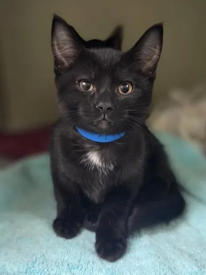 A baby small-sized male Domestic Short Hair cat named Fi for adoption in Westland, MI