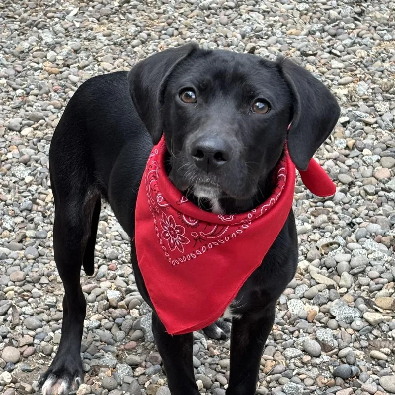 A young medium-sized male Black Mixed Breed dog named Luke for adoption in Medford, OR