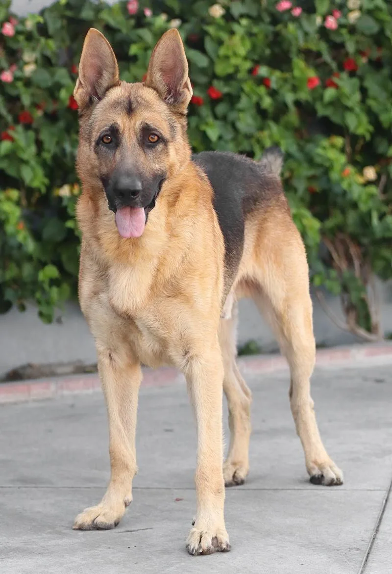A young large-sized male Black German Shepherd Dog dog named Sylvester von Stadlern for adoption in Los Angeles, CA