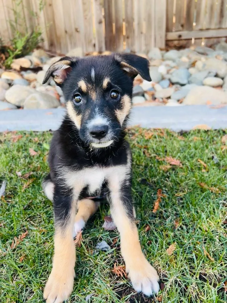 A baby medium-sized female Tricolor (Brown, Black, & White) German Shepherd Dog dog named Frizzy Izzy for adoption in Pleasant Hill, CA