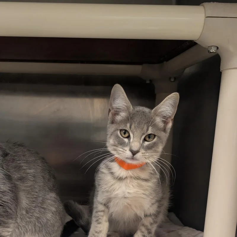 A baby small-sized male Gray / Blue / Silver Domestic Short Hair cat named Smoke for adoption in Sand Springs, OK