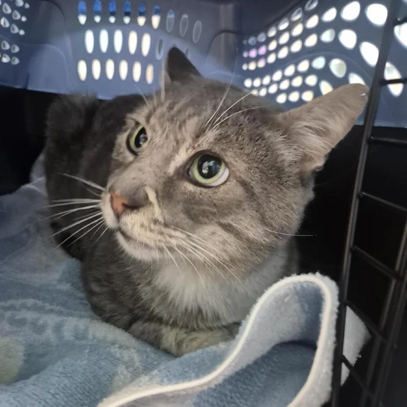 An adult large-sized male Domestic Short Hair cat named Lucky Charms for adoption in Tacoma, WA