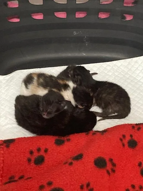 Nj  Holly thumbnail 3