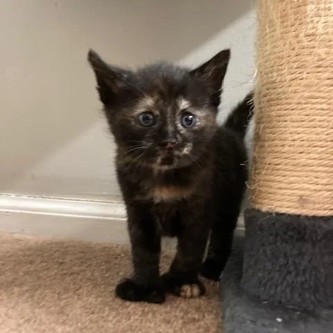 Nj  Holly thumbnail 5