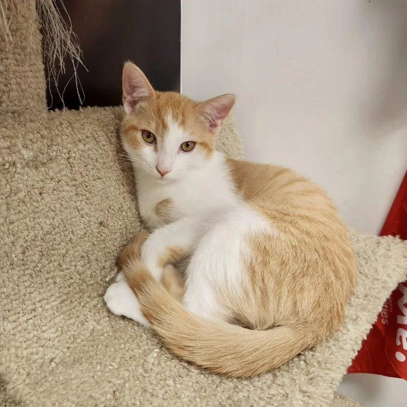 A baby medium-sized male Orange & White Domestic Short Hair cat named Corn Pop for adoption in Apex, NC