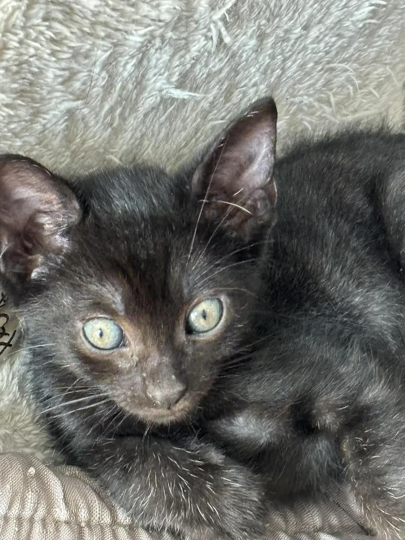 A baby medium-sized male Domestic Short Hair cat named Batman C Kirk for adoption in Saunderstown, RI
