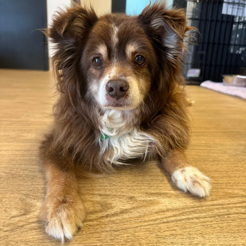 A senior small-sized male Brown / Chocolate Pomeranian dog named Grizzly Bear for adoption in San Francisco, CA