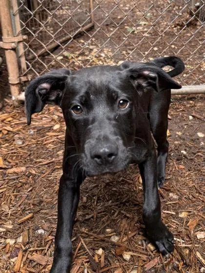 A baby medium-sized male Labrador Retriever dog named Wit for adoption in Cumming, GA