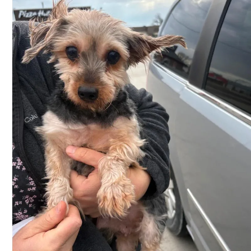 An adult small-sized female Black Yorkshire Terrier dog named Mya for adoption in Normal, IL