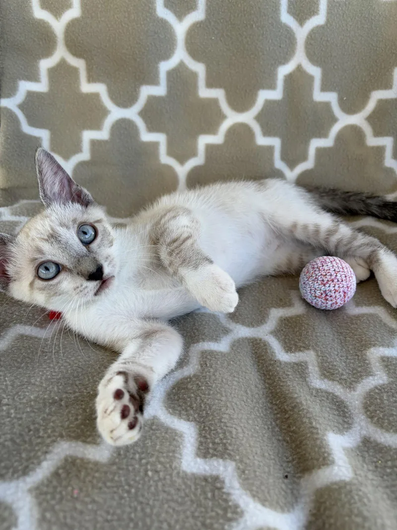 A baby medium-sized female Siamese cat named Stella Napa for adoption in Napa, CA