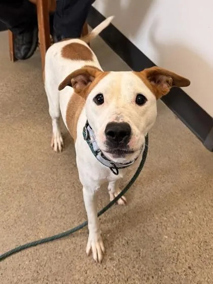 A young large-sized female White / Cream Labrador Retriever dog named Margo for adoption in Cleveland, OH