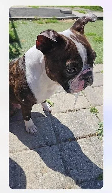 Charlie Stitch   thumbnail 6