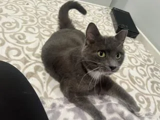 A young medium-sized male Gray & White Domestic Short Hair cat named Soul for adoption in Rockville, MD