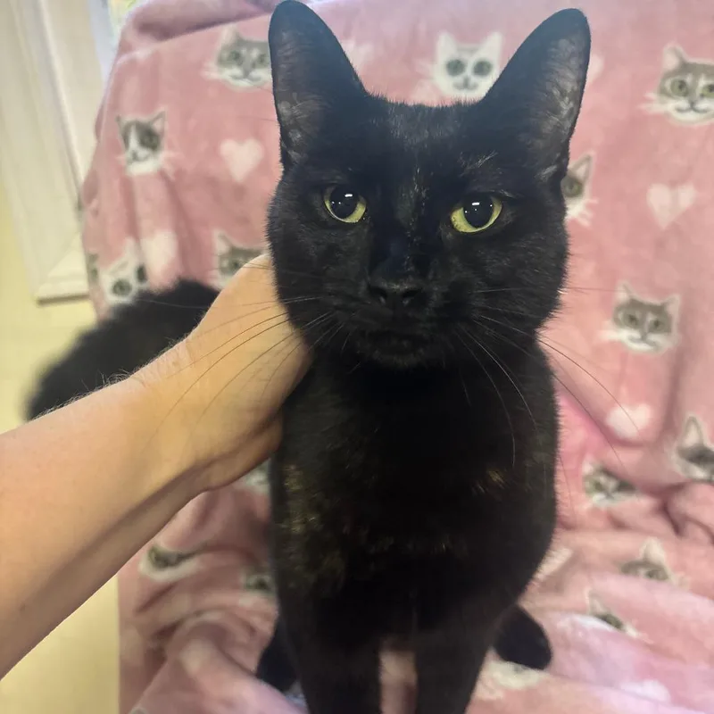 An adult medium-sized female Tortoiseshell Domestic Short Hair cat named Galaxy for adoption in Marietta, GA