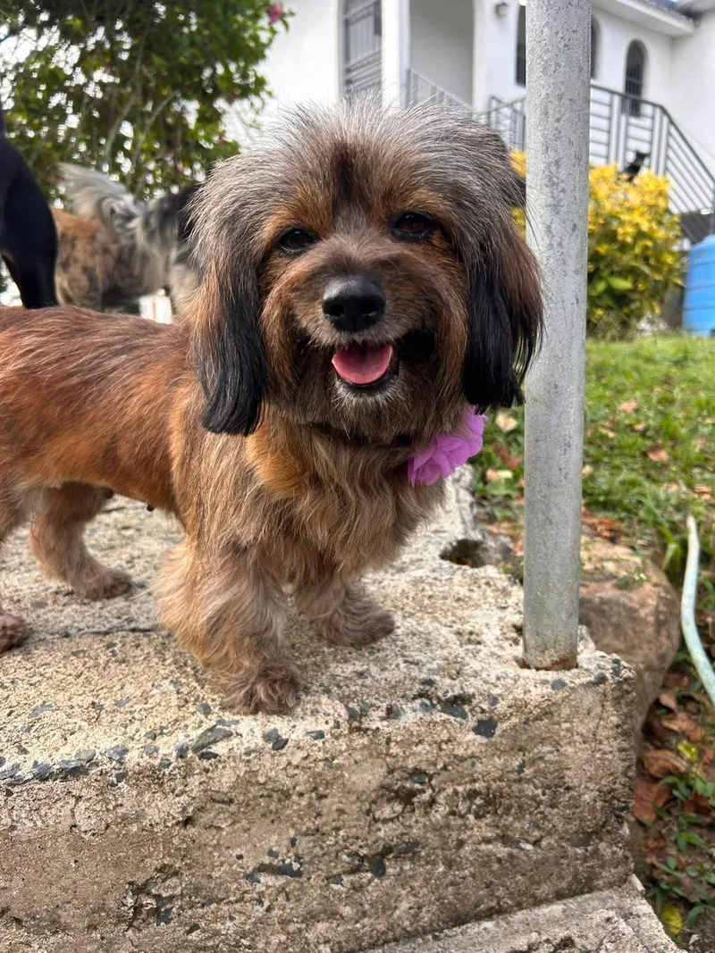An adult small-sized female Dachshund dog named Georgia for adoption in Albion, NY