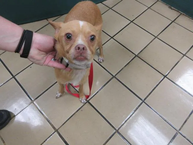 A young small-sized male Mixed Breed dog named Nacho for adoption in West Palm Beach, FL