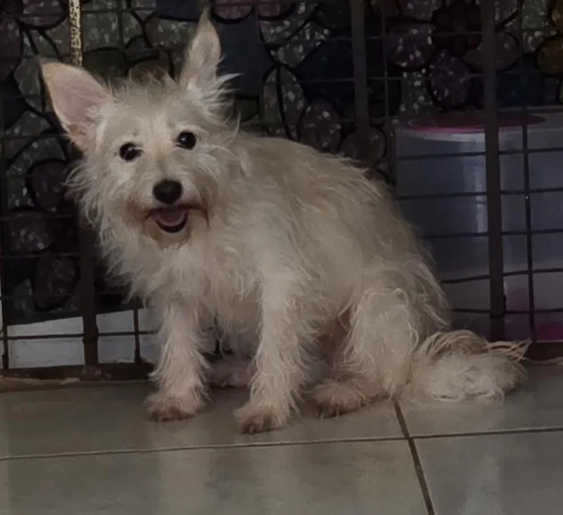 A young small-sized female White / Cream Maltese dog named Sanddi for adoption in Fallbrook, CA