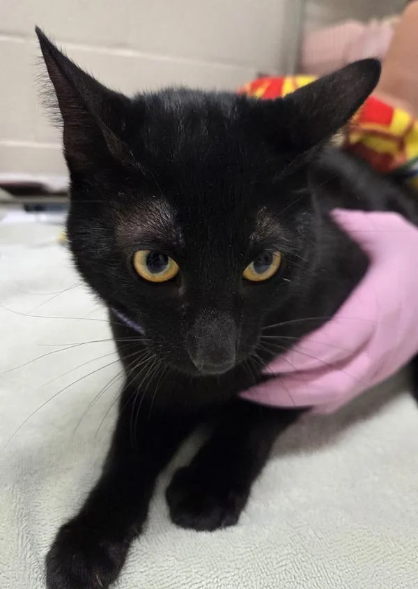 An adult small-sized male Domestic Short Hair cat named Drogon for adoption in El Cajon, CA