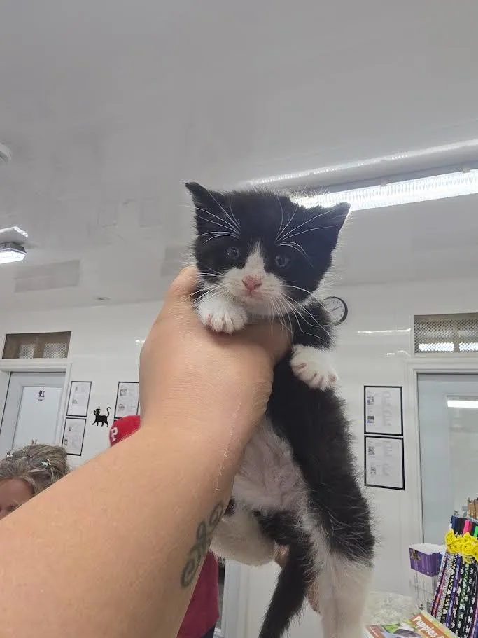 A baby large-sized male Domestic Short Hair cat named Cruller for adoption in Glenfield, NY