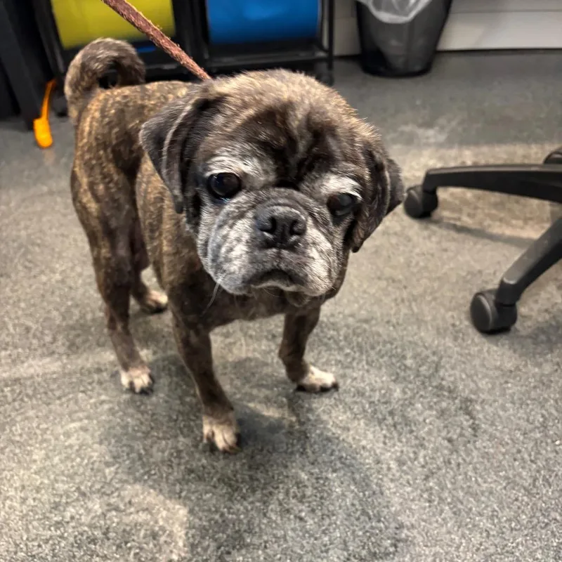 A senior small-sized female Mixed Breed dog named Peanut for adoption in Allentown, PA