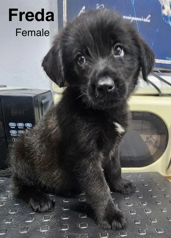 A baby medium-sized female Shepherd dog named Freda for adoption in Manchester, CT