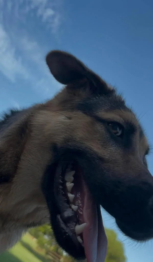 A baby medium-sized female German Shepherd Dog dog named Bird for adoption in Mustang, OK