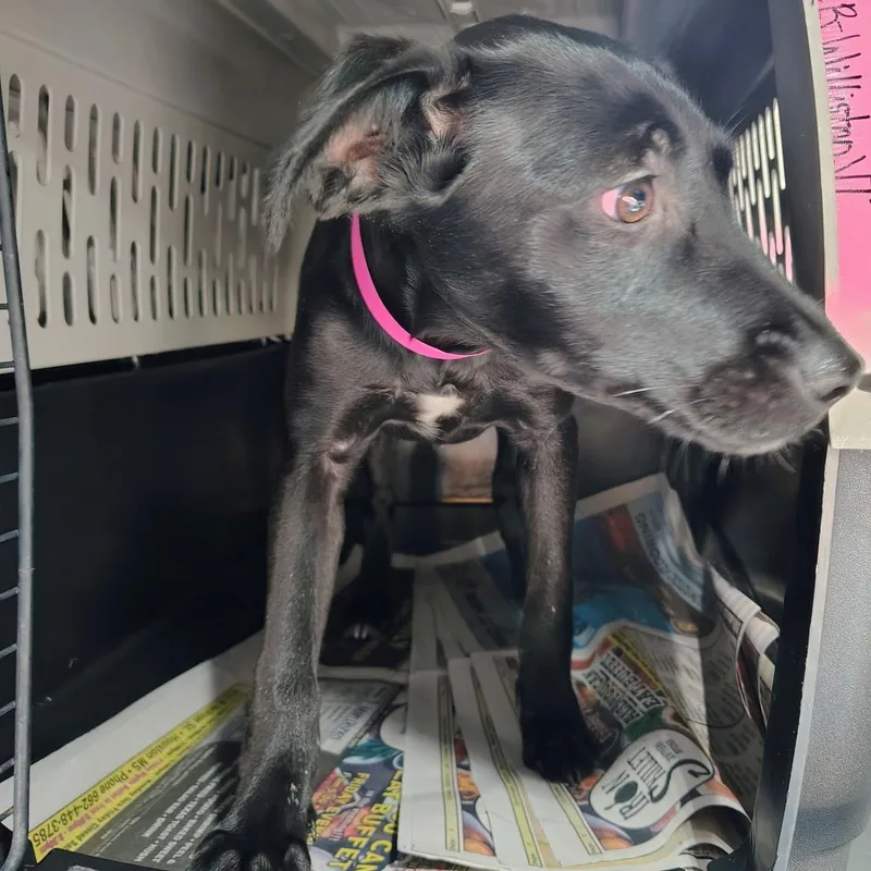 A baby medium-sized female Mixed Breed dog named Iris Kate for adoption in Danville, VT