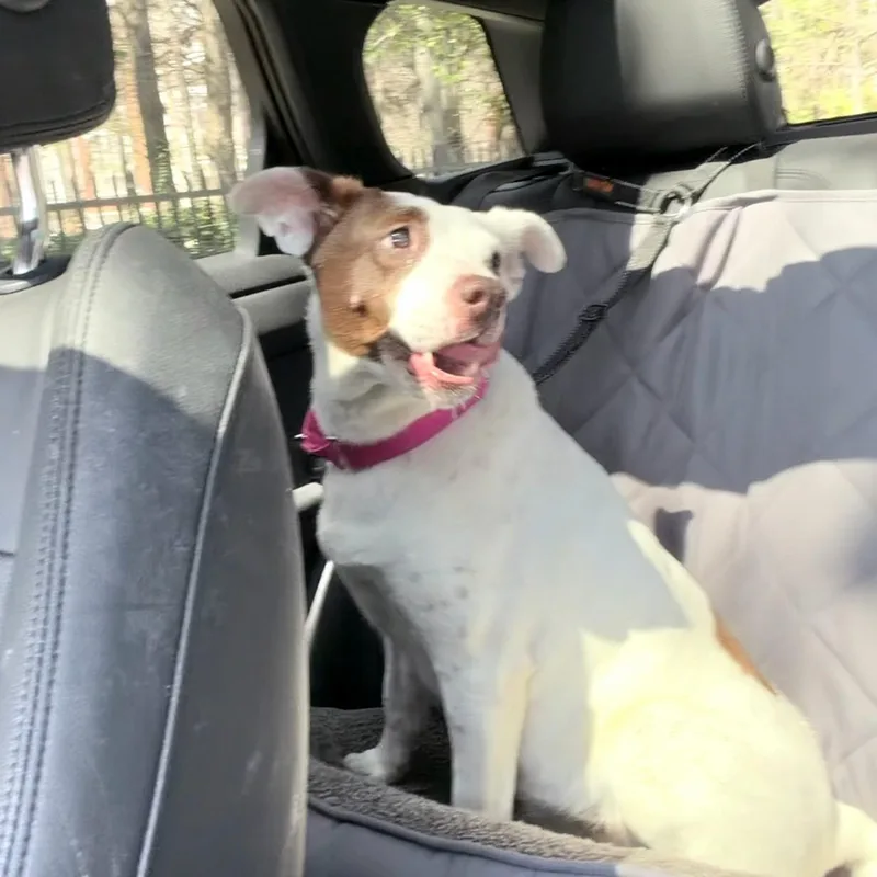 Clarabelle thumbnail 4