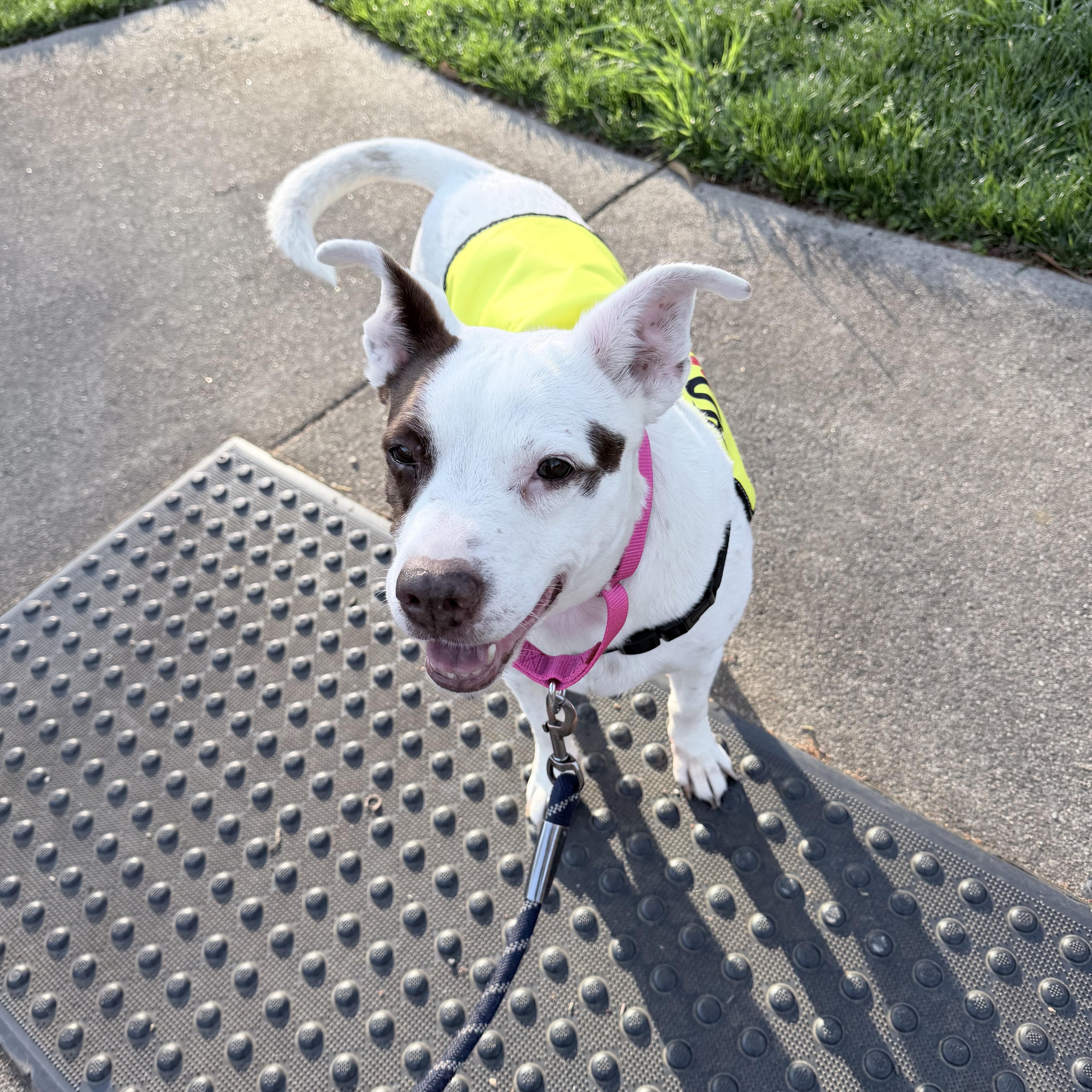 Clarabelle thumbnail 5