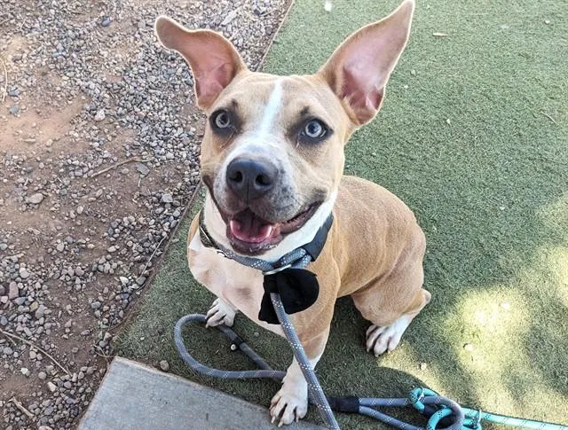 A young large-sized female Pit Bull Terrier dog named Kora for adoption in Phoenix, AZ