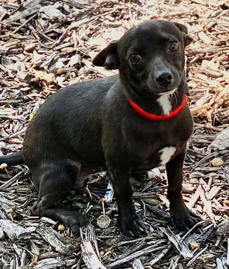 A baby small-sized male Dachshund dog named Casper for adoption in fort worth, TX