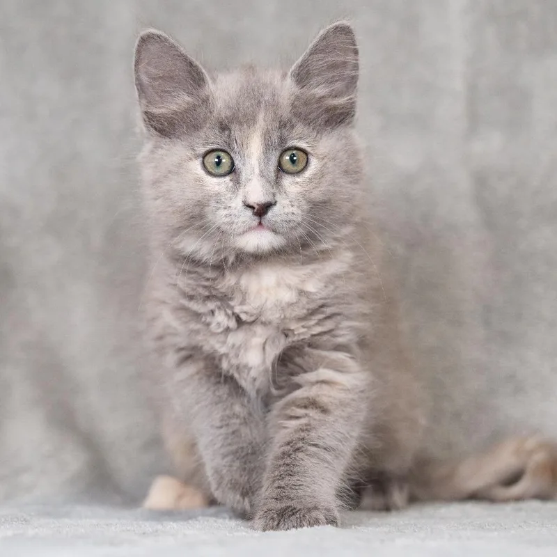 A baby small-sized female Tortoiseshell Domestic Medium Hair cat named Baklava for adoption in Sunnyvale, CA