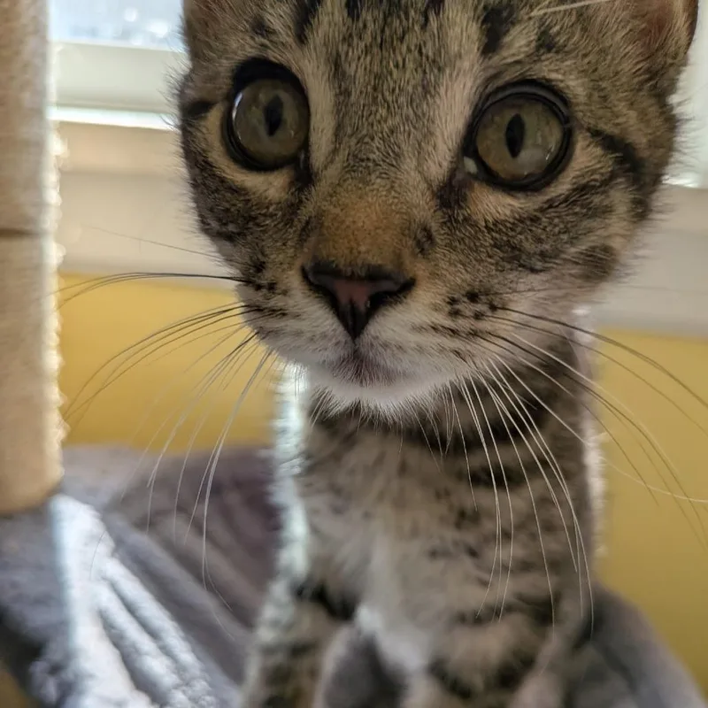 A baby small-sized male Brown / Chocolate Domestic Short Hair cat named Sugar for adoption in Cathlamet, WA
