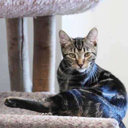 A baby small-sized female Gray / Blue / Silver Domestic Short Hair cat named Missy for adoption in Atlanta, GA