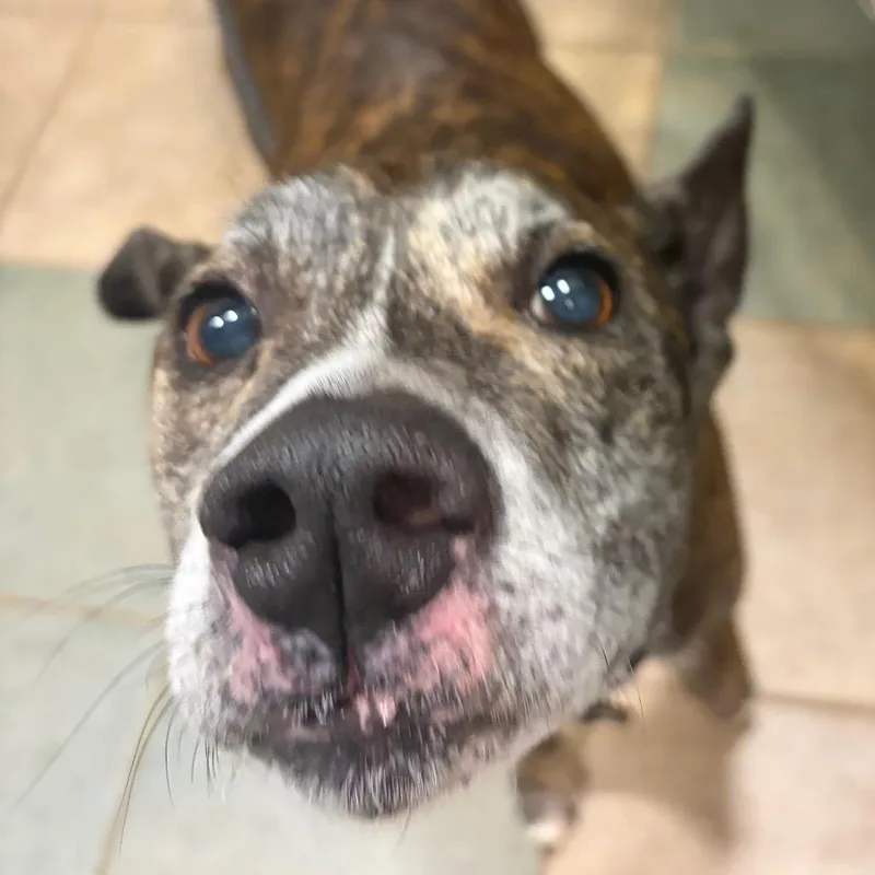 A senior medium-sized female Brindle Mixed Breed dog named Jasmine for adoption in Chattanooga, TN