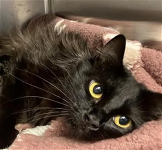 A young medium-sized female Domestic Medium Hair cat named Midnight for adoption in Tustin, CA