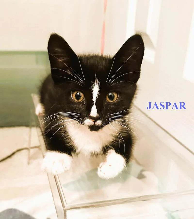 A baby small-sized male Black & White / Tuxedo Domestic Short Hair cat named Jaspar "loves To Play" for adoption in Mooresville, NC
