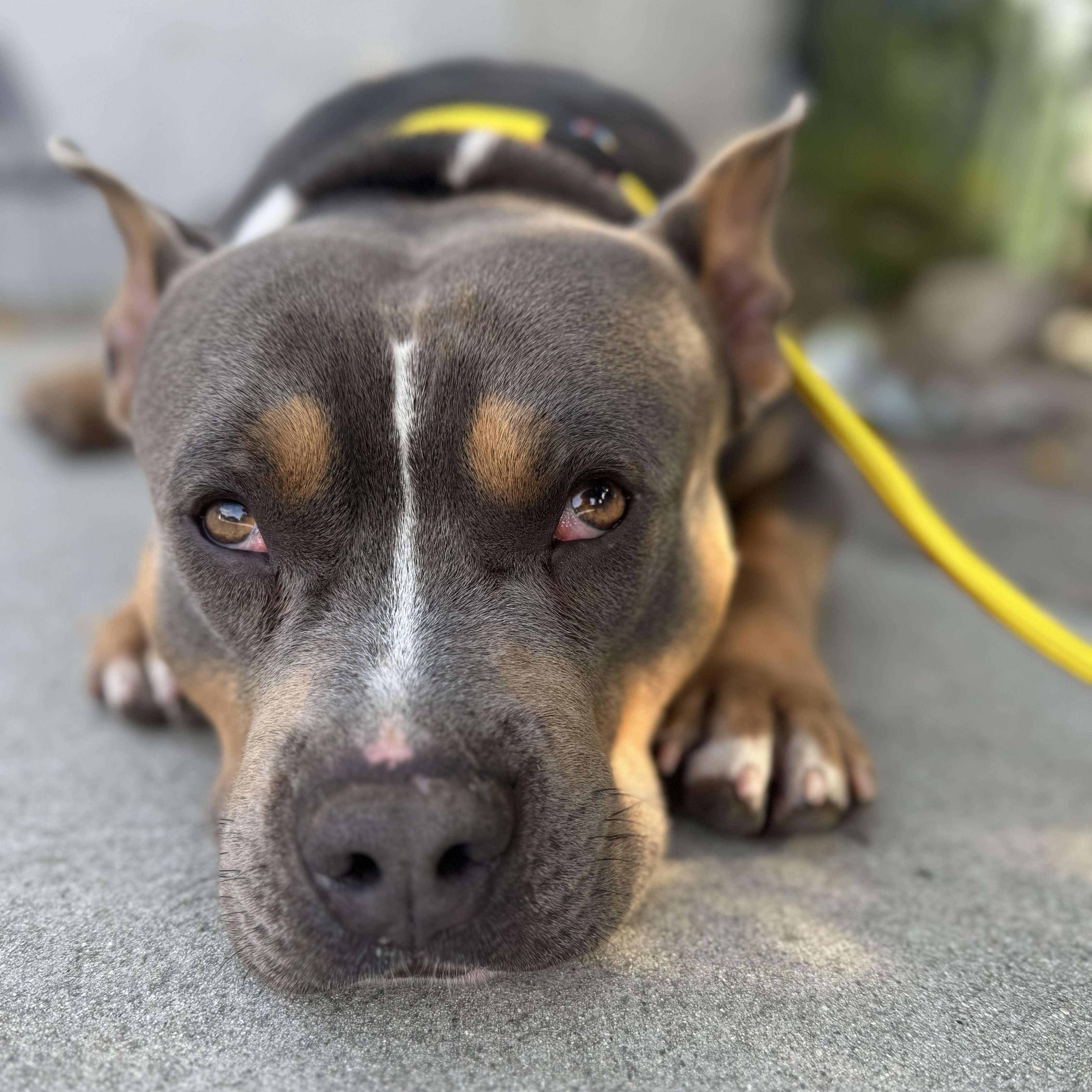 A young medium-sized male Gray / Blue / Silver American Staffordshire Terrier dog named Marshall for adoption in Sun Valley, CA