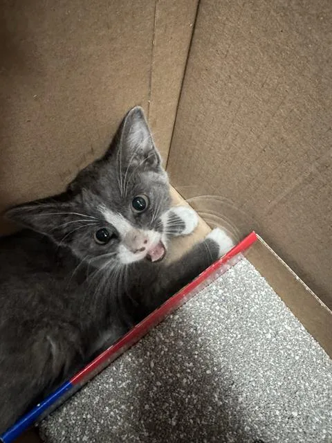 A baby small-sized female Domestic Short Hair cat named Spice for adoption in Bakersfield, CA