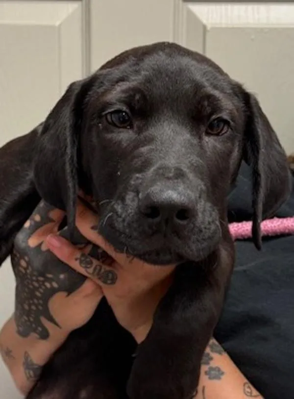 A baby large-sized male Black Mouth Cur dog named Aaron for adoption in Littleton, CO