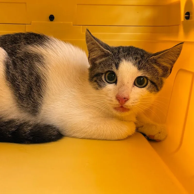 A baby small-sized male White Domestic Short Hair cat named Leaf for adoption in Troy, VA