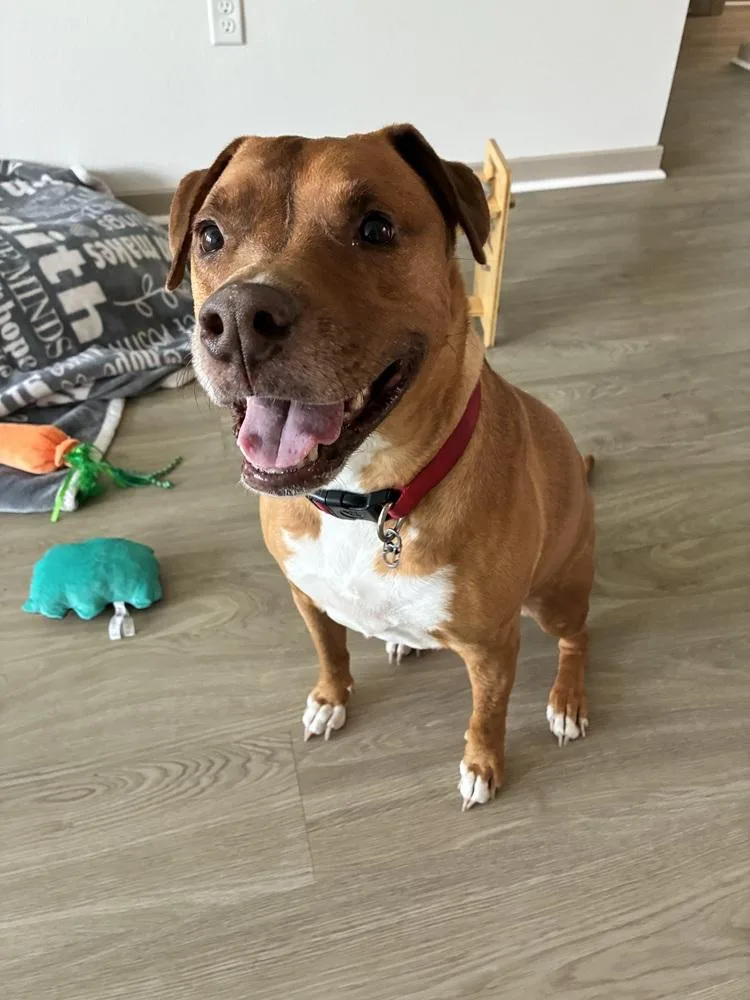 An adult medium-sized female American Bulldog dog named Penni for adoption in St. Petersburg, FL