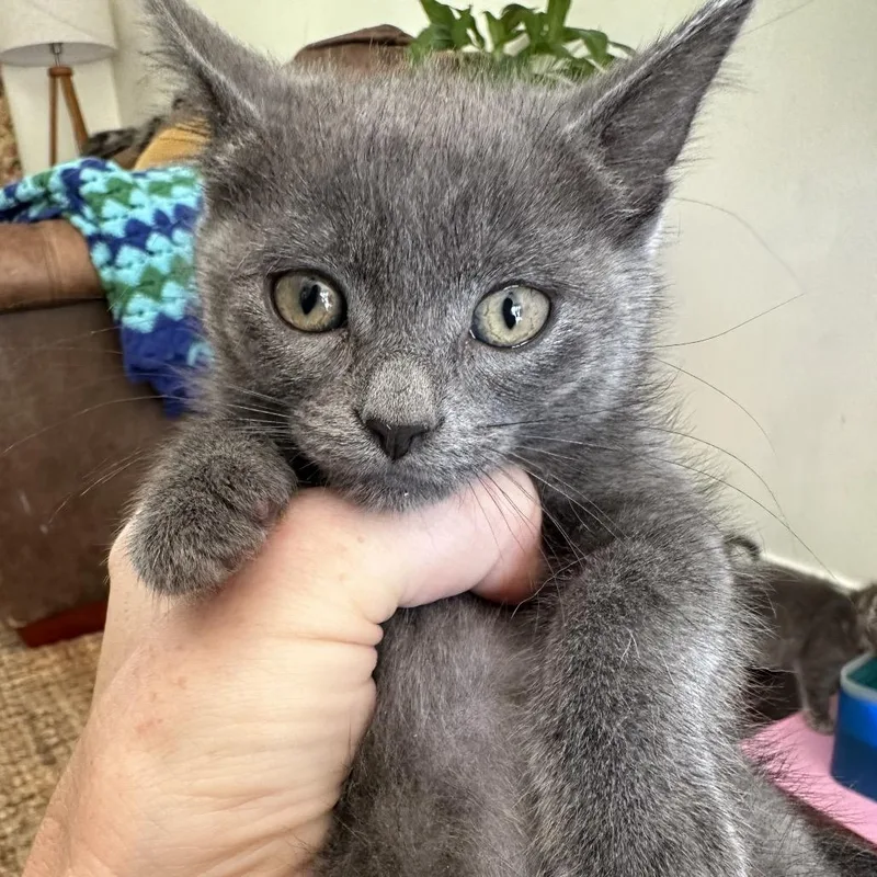 A baby small-sized female Gray / Blue / Silver Domestic Short Hair cat named Helen for adoption in Normal, IL