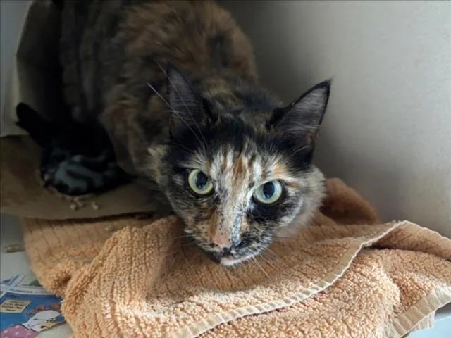 An adult small-sized female Domestic Medium Hair cat named Maya for adoption in Loveland, CO