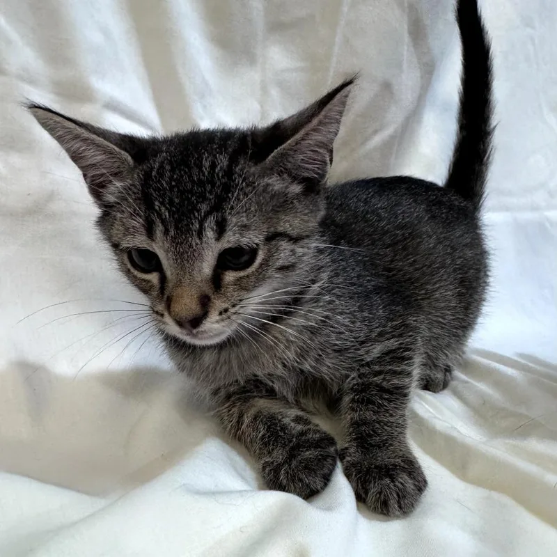 A baby small-sized male Brown / Chocolate Domestic Short Hair cat named Poet for adoption in Brea, CA
