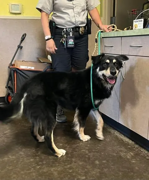 An adult medium-sized male Australian Shepherd dog named Found stray: Garrick for adoption in Rockwall, TX
