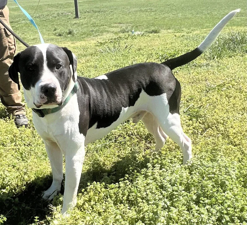 An adult large-sized male American Bulldog dog named Rocko for adoption in Pryor, OK