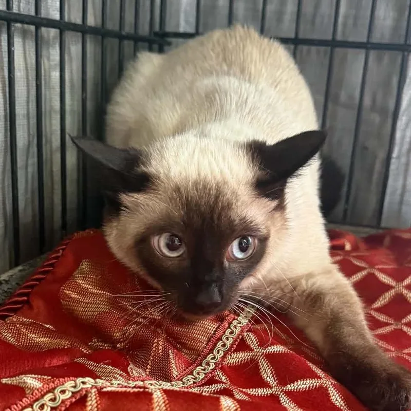 An adult small-sized male Cream / Ivory Domestic Short Hair cat named Chad for adoption in Stephenville, TX